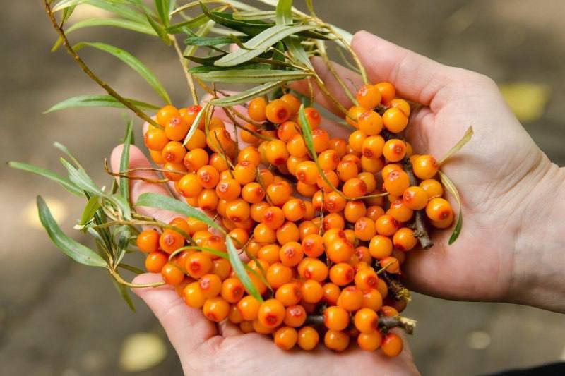 Съберете листата от облепиха!